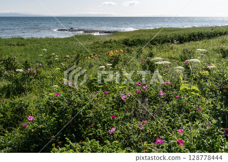 Rugosa blooming on the Notsuke Peninsula 128778444