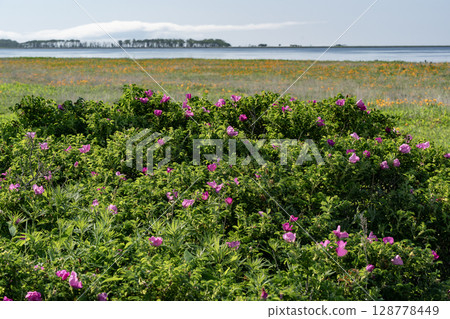 野付半島盛開的玫瑰花 128778449
