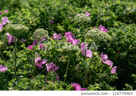 Rugosa blooming on the Notsuke Peninsula Rugosa blooming on the Notsuke Peninsula 128778463