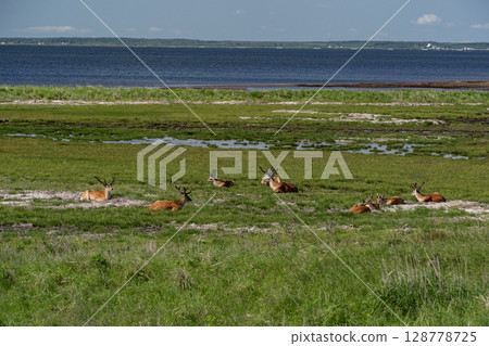 野付灣的野鹿 128778725