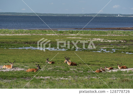 野付灣的野鹿 128778726