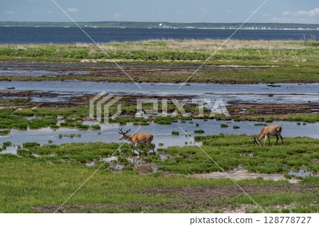 野付灣的野鹿 128778727