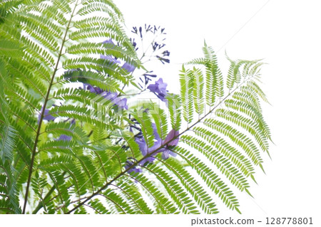 Jacaranda leaves and purple flowers 128778801