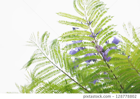 Jacaranda purple flowers and leaves Jacaranda purple flowers and leaves 128778802