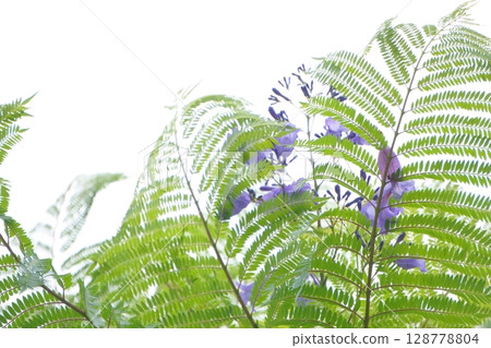Jacaranda leaves and purple flowers Jacaranda leaves and purple flowers 128778804