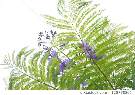 Purple flowers Jacaranda flower Purple flowers Jacaranda flower 128778805