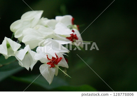 White and red Genpei vine stands out against a black background 128778806