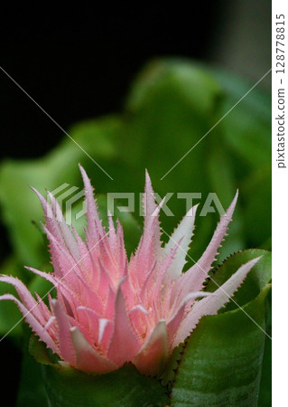 Aechmea shaped like a pineapple Aechmea shaped like a pineapple 128778815