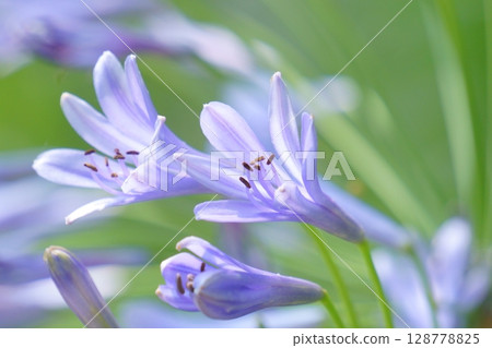 紫色喇叭形花百子蓮 128778825