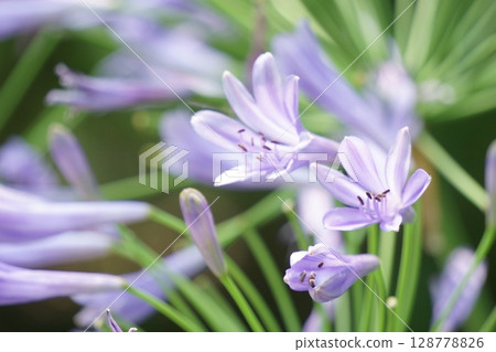紫色花Agapanthus 128778826