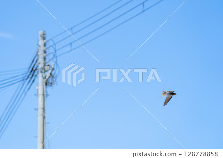 Swallows raising their young fly through the sky with insects in their hands Swallows raising their young fly through the sky with insects in their hands 128778858