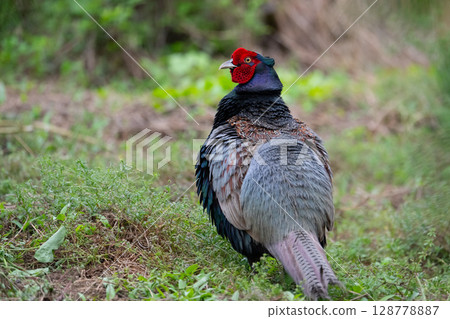 A male pheasant appeared in a field in early summer 03 128778887