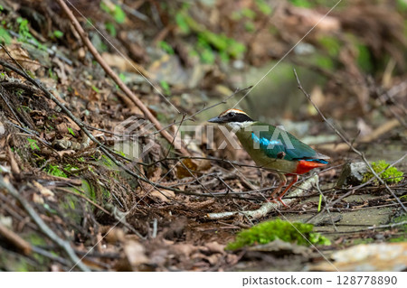 The mountain fairy, summer bird, Fairy Fairy 02 128778890