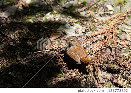 A wren airing out on the ground in summer 01 128778892