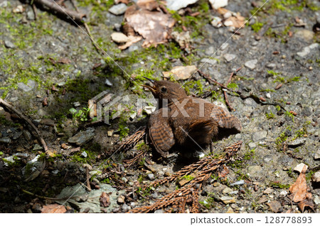 A wren airing out on the ground in summer 02 A wren airing out on the ground in summer 02 128778893