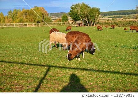 Sheep grazing in the field. Concept for animals and agriculture. 128779032