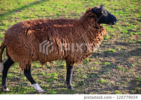 Sheep grazing in the field. Concept for animals and agriculture. 128779034