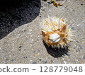 Hatomasaki - Pufferfish bones 128779048