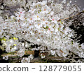 Cherry trees at full bloom 128779055