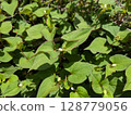 Dokudami bud 128779056