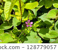 Dokudami flower (pink) 128779057