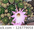 Cactus flower 128779058