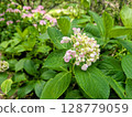 Hydrangea 128779059