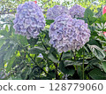 Hydrangea's Hydrangea 128779060