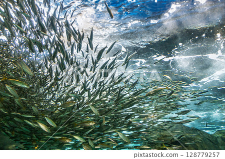 沙丁魚群 128779257