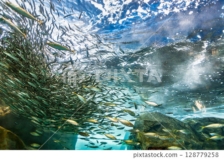 沙丁魚的遷移 沙丁魚的遷移 128779258
