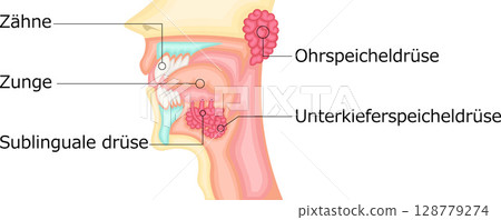 Oral cavity salivary glands illustration German Oral cavity salivary glands illustration German 128779274
