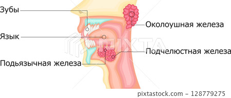口腔唾液腺圖俄語 128779275