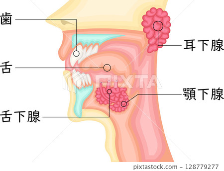 Oral cavity salivary glands illustration Japanese 128779277
