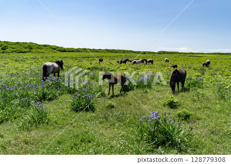 Ponies in Northern Primeval Flower Garden 128779308