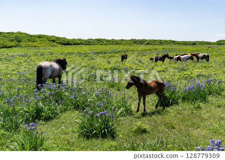 北太古園的小馬 128779309