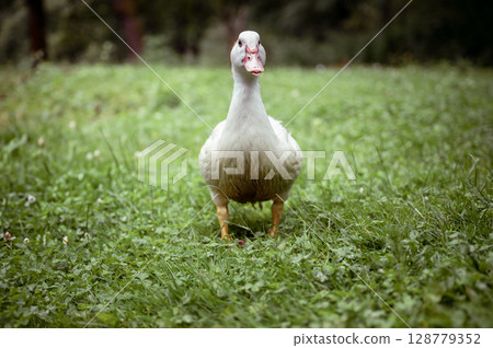 White domestic duck walking on green grass in backyard garden White domestic duck walking on green grass in backyard garden 128779352