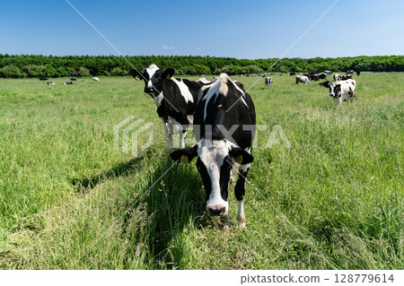 Grazing cows in a natural flower garden 128779614