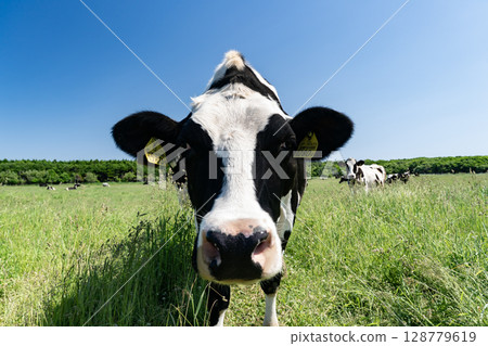 Grazing cows in a natural flower garden 128779619