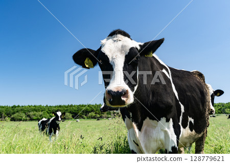 Grazing cows in a natural flower garden Grazing cows in a natural flower garden 128779621