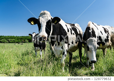 在天然花園裡放牧牛群 128779632