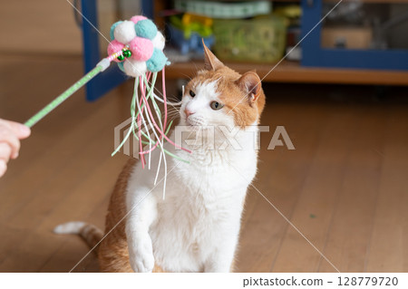 一隻貓在玩玩具棕色老虎白色 一隻貓在玩玩具棕色老虎白色 128779720