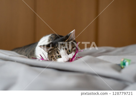 貓玩玩具 Kijitora 貓 128779721