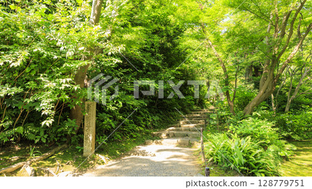 Summer at Sankeien Garden 128779751