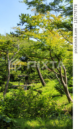 Summer at Sankeien Garden 128779778