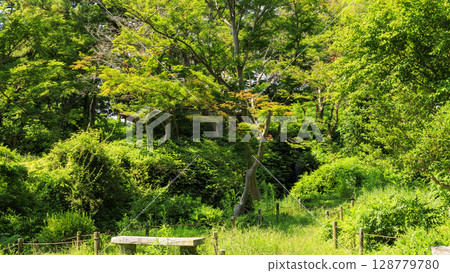 Summer at Sankeien Garden 128779780