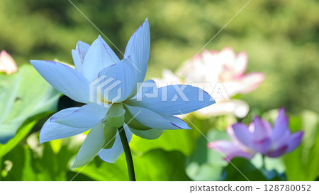 Lotus flowers at Sankeien Garden Lotus flowers at Sankeien Garden 128780052