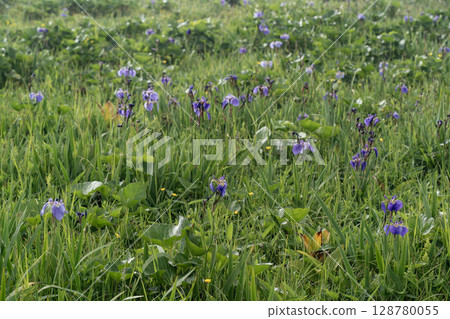 Iris fields in the sea mist Iris fields in the sea mist 128780055