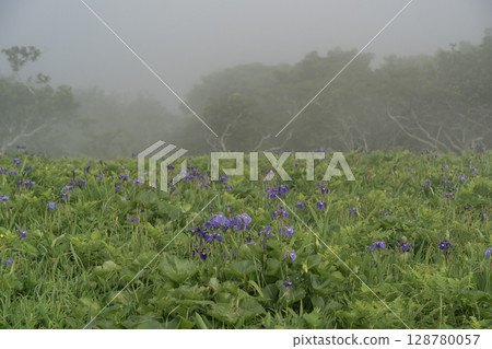 海霧中的鳶尾花田 128780057