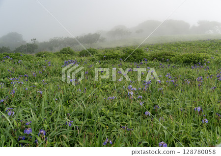 Iris fields in the sea mist 128780058