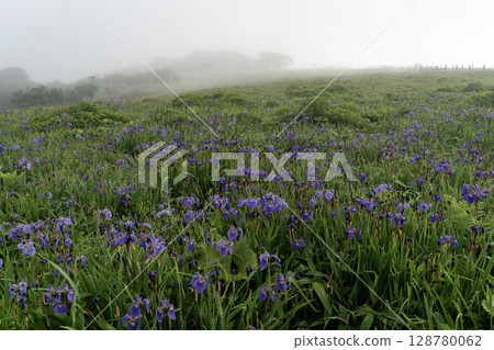 海霧中的鳶尾花田 128780062